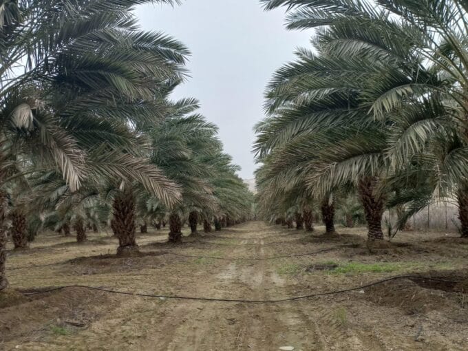 مزرعة تمر للبيع في دير علا – الأردن